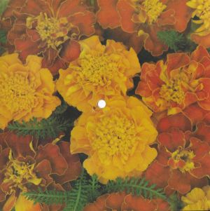 N. Diamond / Foreigner - For Ever in Blue Jeans / Blue Morning Blue Day (1979)